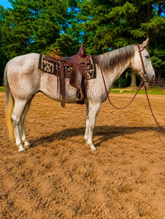 Image for Hamilton County Horse & Tack Sale -August 1st-Noblesville, IN