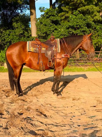 Image for Hamilton County Horse & Tack Sale -August 1st-Noblesville, IN