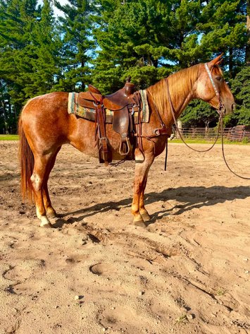 Image for Hamilton County Horse & Tack Sale -August 1st-Noblesville, IN
