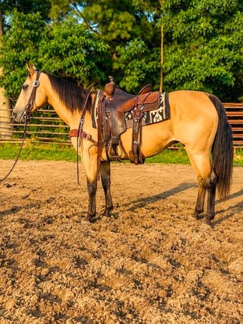 Image for Hamilton County Horse & Tack Sale -August 1st-Noblesville, IN