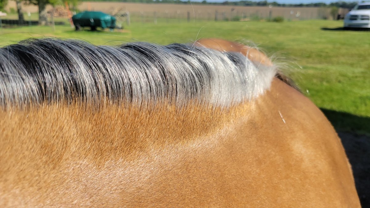 Image for Hamilton County Horse & Tack Sale -August 15th-Noblesville, IN