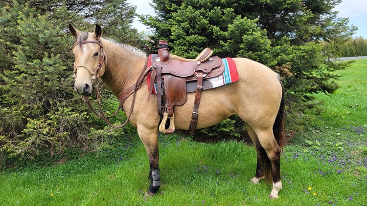 Image for Hamilton County Horse & Tack Sale -August 15th-Noblesville, IN
