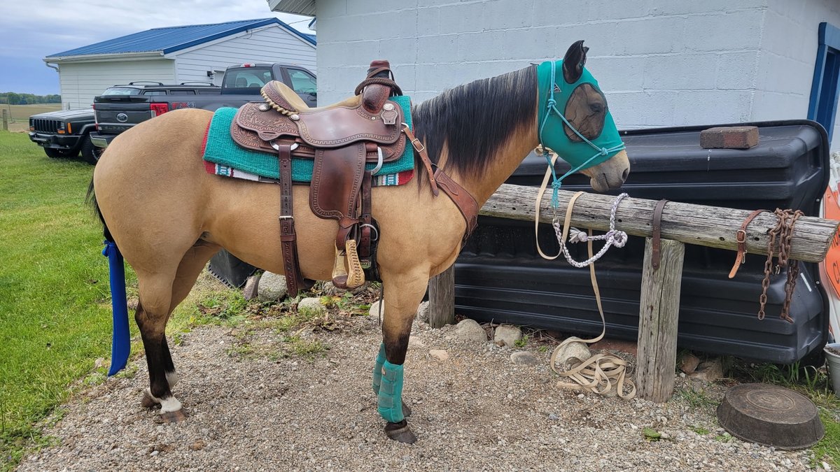 Image for Hamilton County Horse & Tack Sale -August 15th-Noblesville, IN