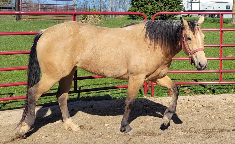 Image for Hamilton County Horse & Tack Sale -August 15th-Noblesville, IN