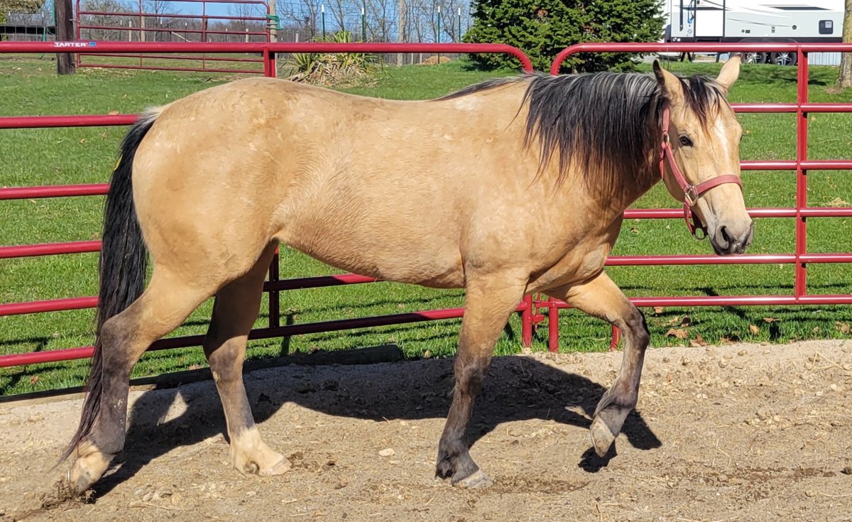 Image for Hamilton County Horse & Tack Sale -August 15th-Noblesville, IN
