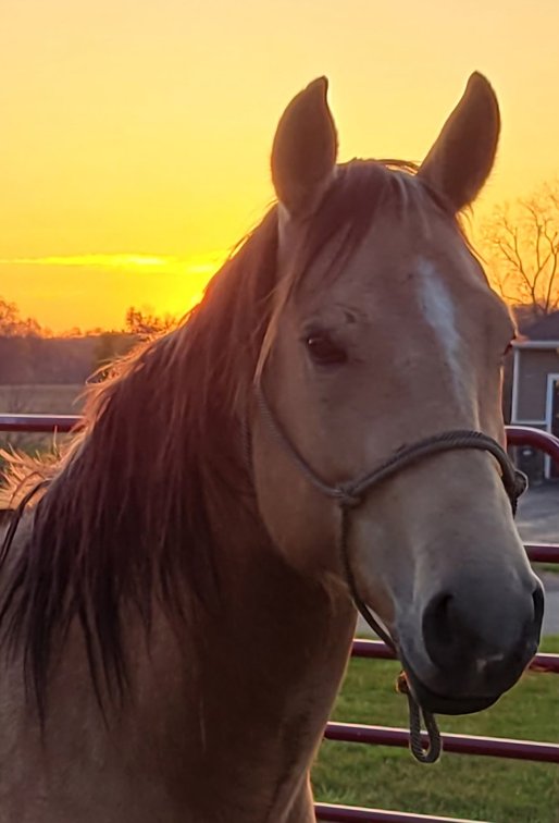 Image for Hamilton County Horse & Tack Sale -August 15th-Noblesville, IN