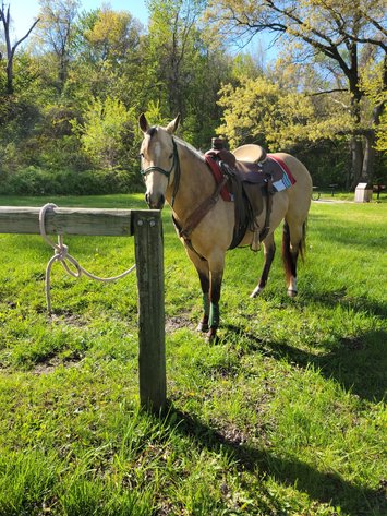 Image for Hamilton County Horse & Tack Sale -August 15th-Noblesville, IN