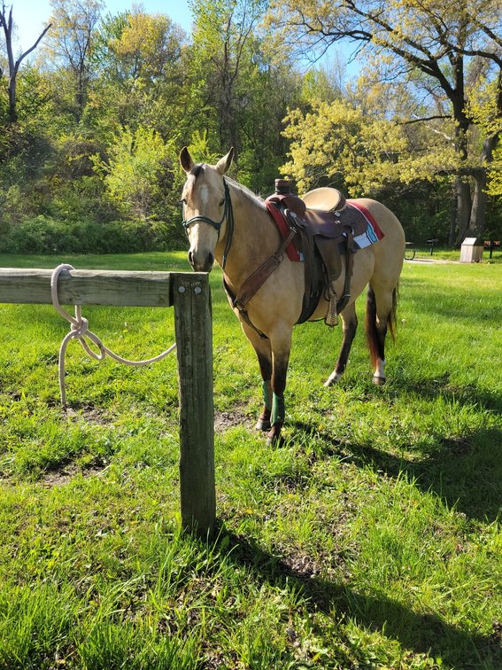 Image for Hamilton County Horse & Tack Sale -August 15th-Noblesville, IN