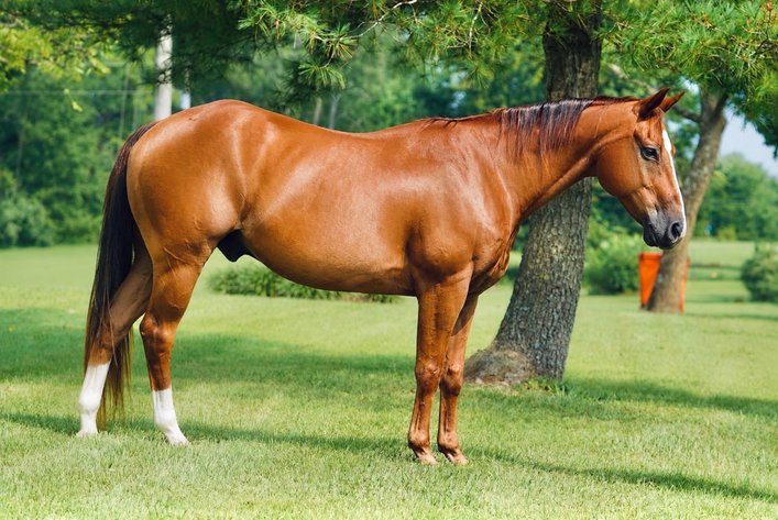 Image for Hamilton County Horse & Tack Sale -August 15th-Noblesville, IN