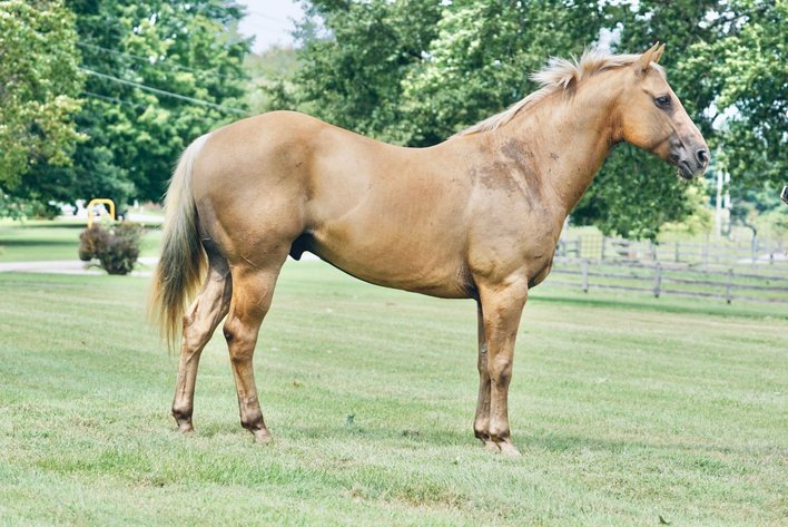 Image for Hamilton County Horse & Tack Sale -August 15th-Noblesville, IN