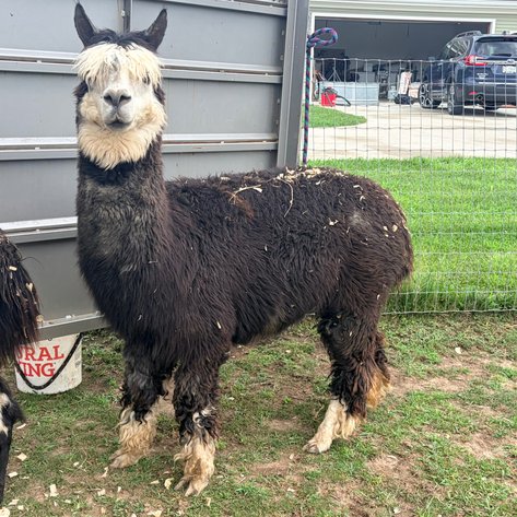 Image for Hamilton County Horse & Tack Sale -August 15th-Noblesville, IN