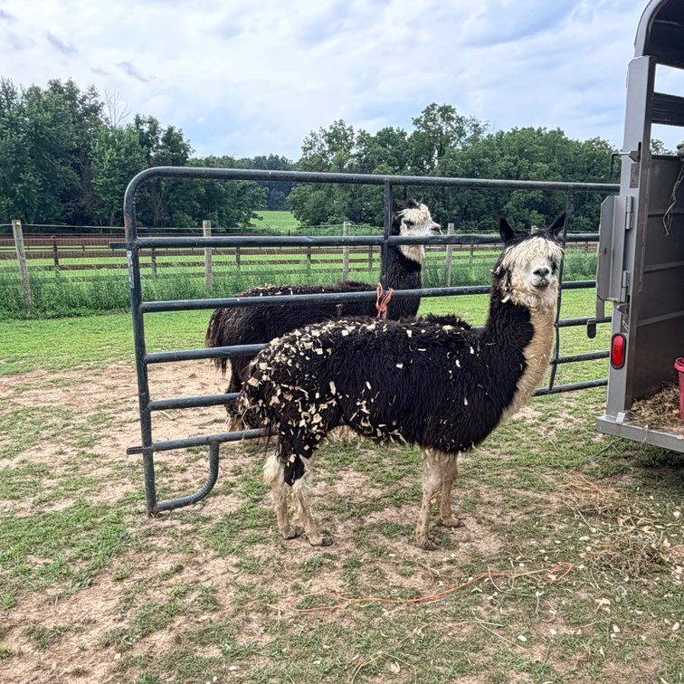 Image for Hamilton County Horse & Tack Sale -August 15th-Noblesville, IN