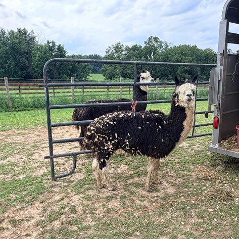 Image for Hamilton County Horse & Tack Sale -August 15th-Noblesville, IN