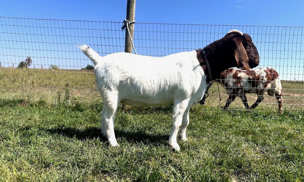 Image for Hamilton County Horse & Tack Sale -August 15th-Noblesville, IN