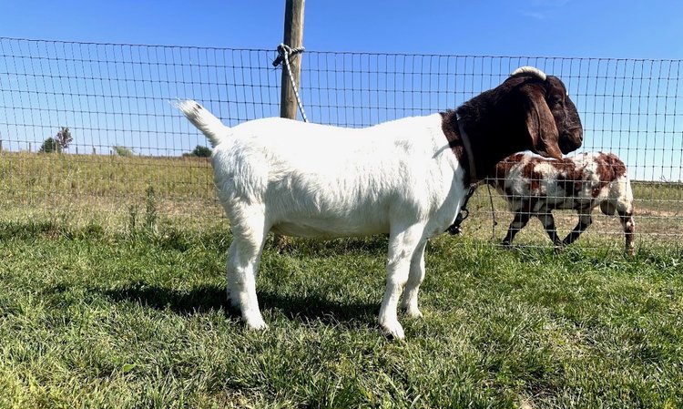 Image for Hamilton County Horse & Tack Sale -August 15th-Noblesville, IN
