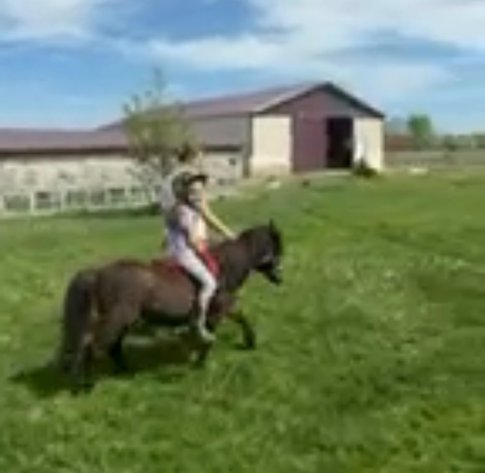 Image for Hamilton County Horse & Tack Sale -August 15th-Noblesville, IN