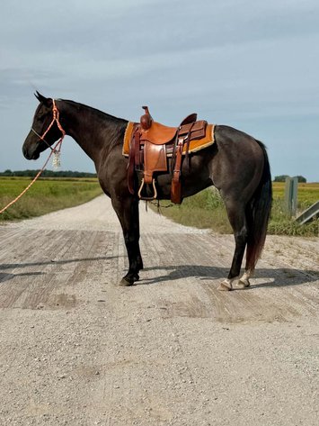 Image for Hamilton County Horse & Tack Sale -September 19th-Noblesville, IN