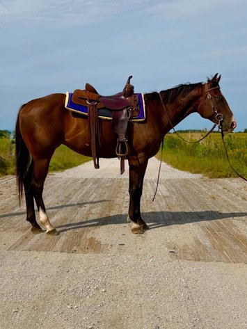 Image for Hamilton County Horse & Tack Sale -September 19th-Noblesville, IN