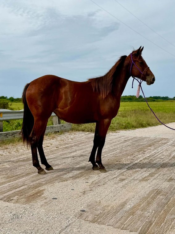 Image for Hamilton County Horse & Tack Sale -September 19th-Noblesville, IN