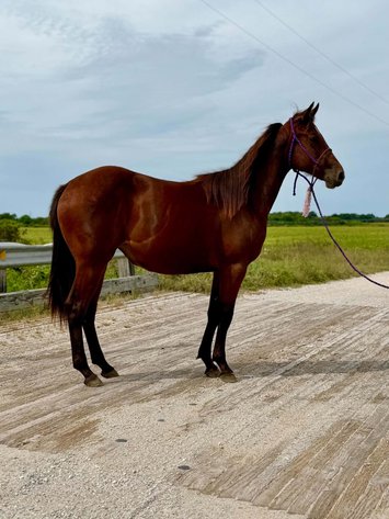 Image for Hamilton County Horse & Tack Sale -September 19th-Noblesville, IN