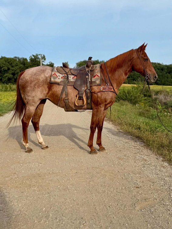 Image for Hamilton County Horse & Tack Sale -September 19th-Noblesville, IN