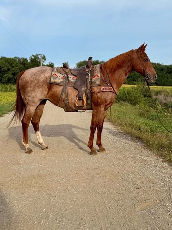 Image for Hamilton County Horse & Tack Sale -September 19th-Noblesville, IN