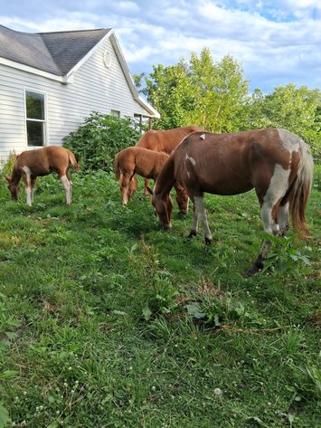 Image for Hamilton County Horse & Tack Sale -September 19th-Noblesville, IN