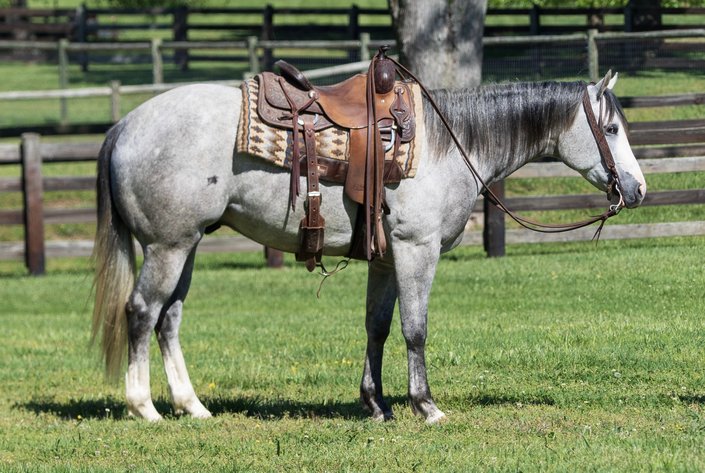 Image for Hamilton County Horse & Tack Sale -October 3rd-Noblesville, IN