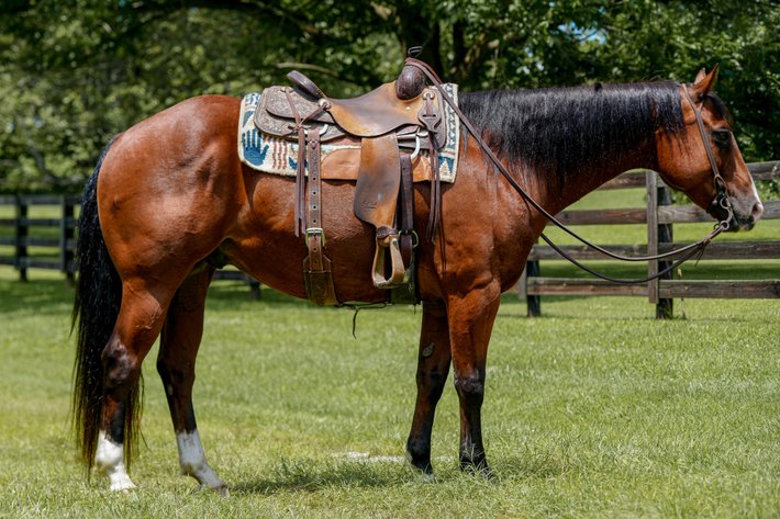 Image for Hamilton County Horse & Tack Sale -October 3rd-Noblesville, IN