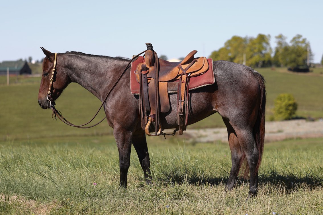 Image for Hamilton County Horse & Tack Sale -October 3rd-Noblesville, IN