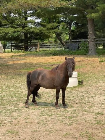 Image for Hamilton County Horse & Tack Sale -October 3rd-Noblesville, IN