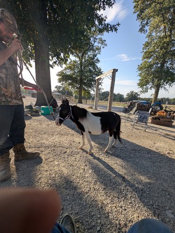 Image for Hamilton County Horse & Tack Sale -October 3rd-Noblesville, IN