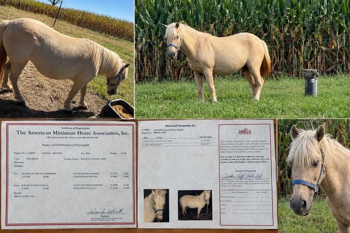 Image for Hamilton County Horse & Tack Sale -October 3rd-Noblesville, IN