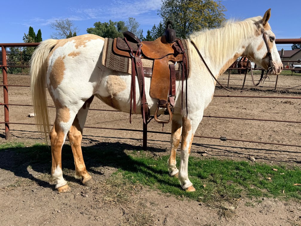 Image for Hamilton County Horse & Tack Sale -October 17th-Noblesville, IN