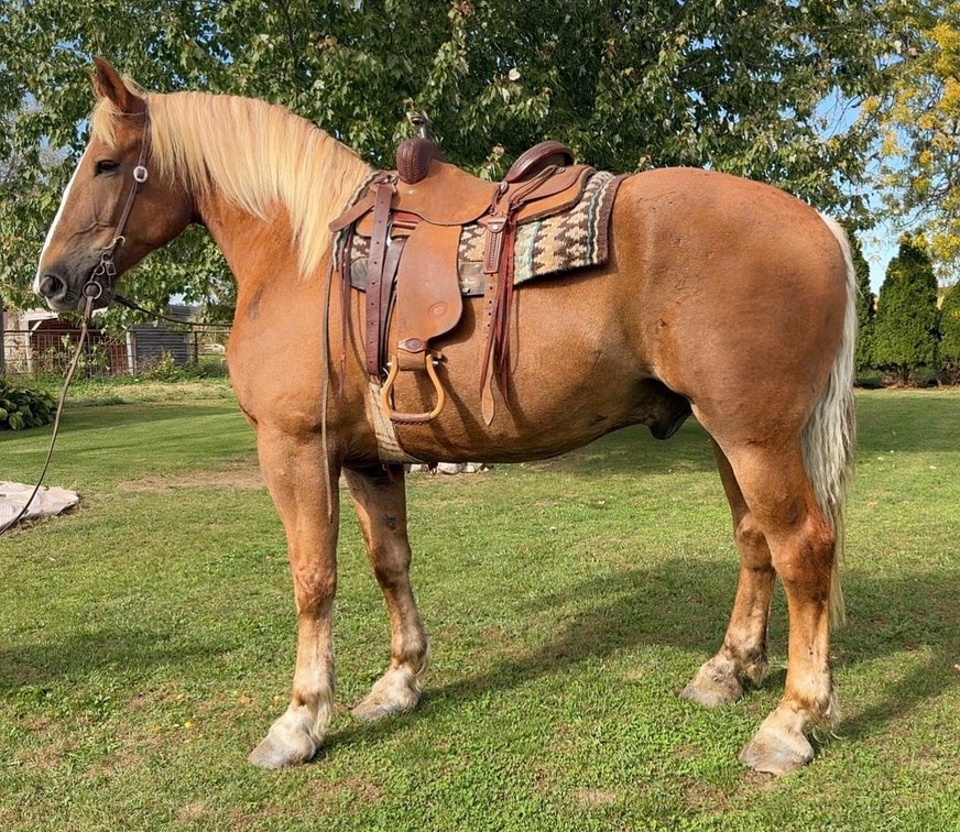 Image for Hamilton County Horse & Tack Sale -October 17th-Noblesville, IN