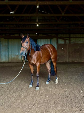 Image for Hamilton County Horse & Tack Sale -October 17th-Noblesville, IN