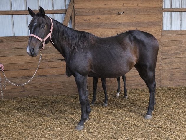 Image for Hamilton County Horse & Tack Sale -October 17th-Noblesville, IN