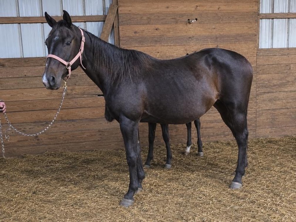 Image for Hamilton County Horse & Tack Sale -October 17th-Noblesville, IN