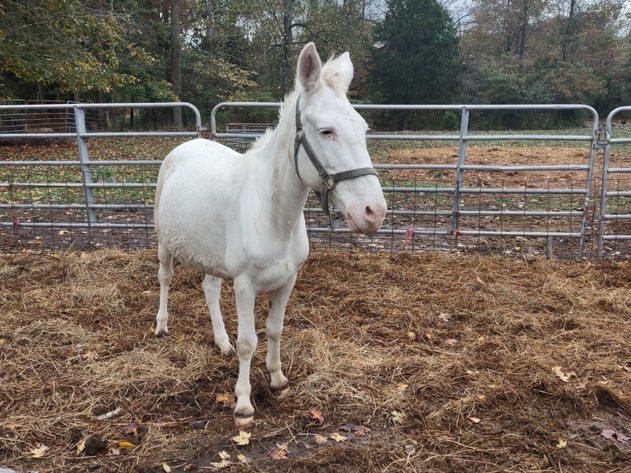 Image for Hamilton County Horse & Tack Sale -October 17th-Noblesville, IN