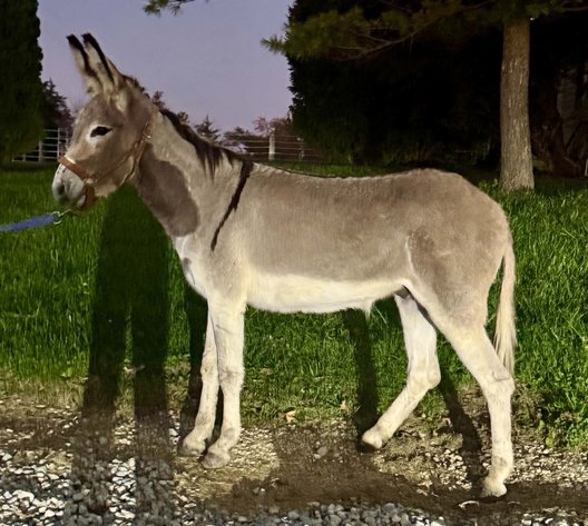 Image for Hamilton County Horse & Tack Sale -October 17th-Noblesville, IN