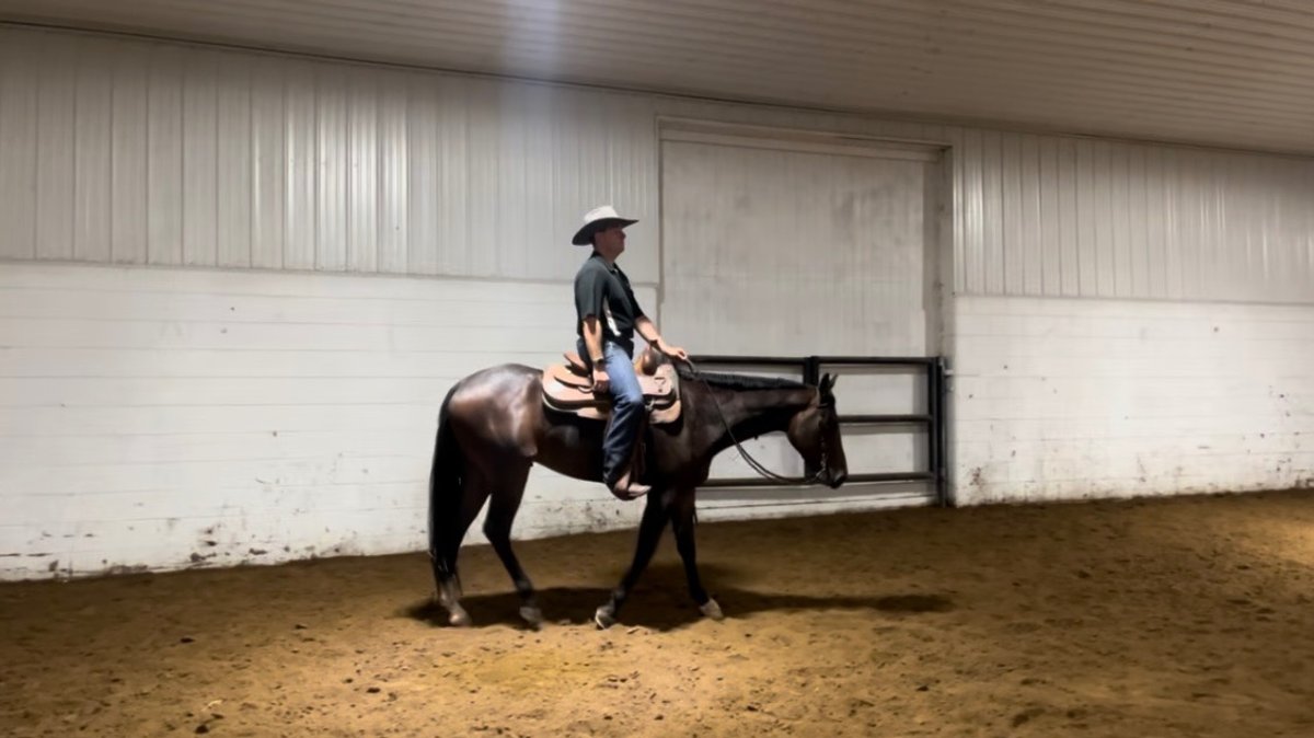 Willy Wildfire - 3 year old AQHA Gelding 