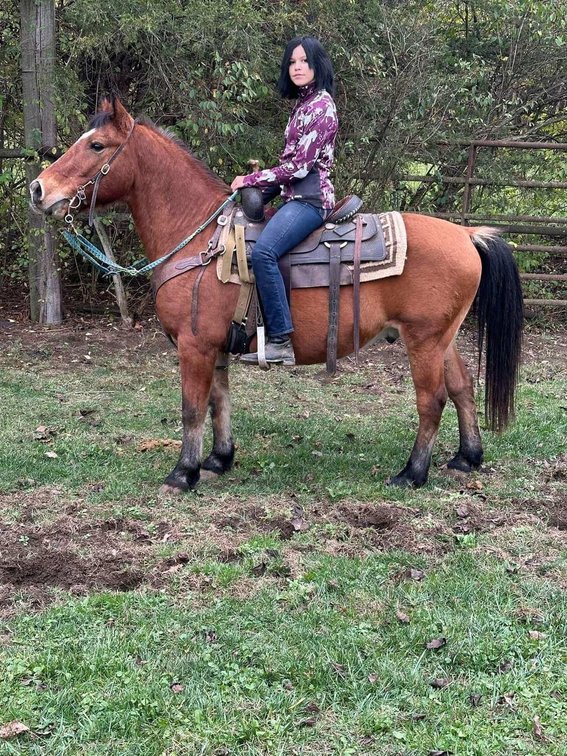 Dudley- 10 year old 51” Haflinger pony gelding