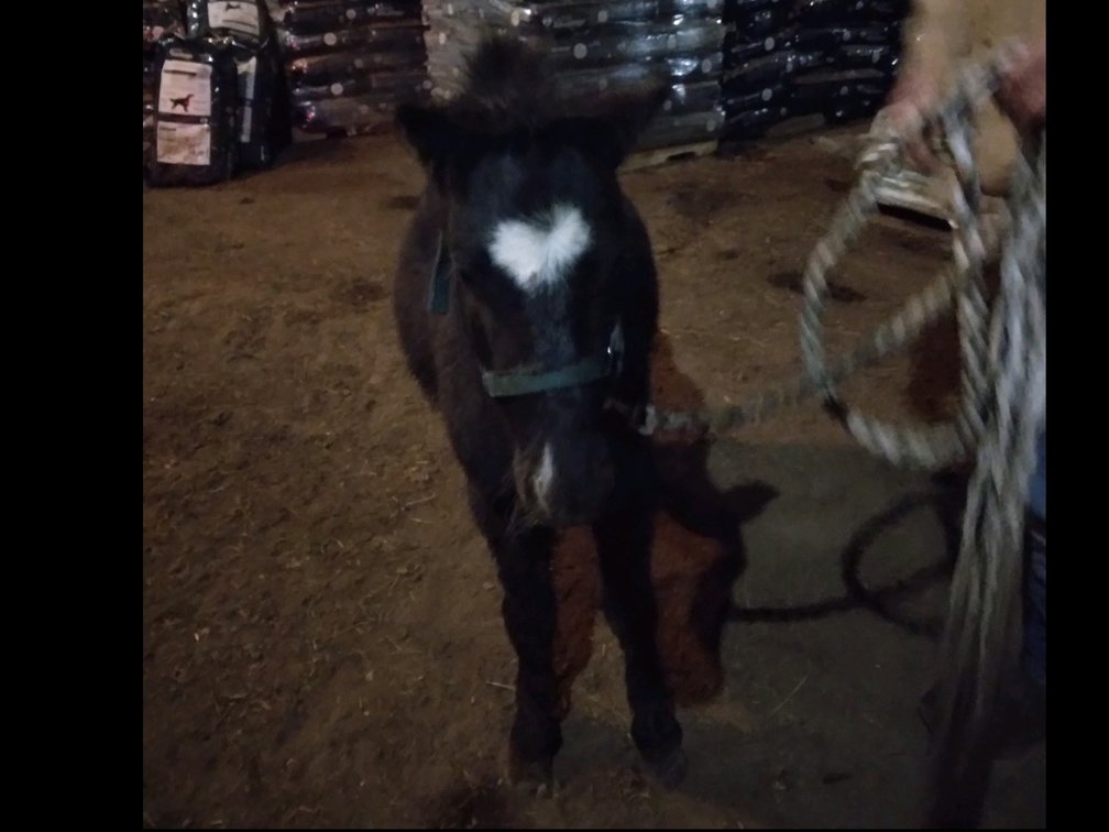 Nemo -4 yr old  paint gelding