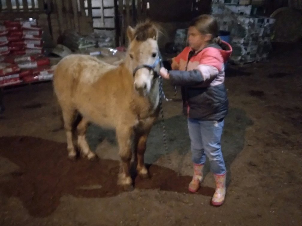 10 yr old buckskin gelding pony