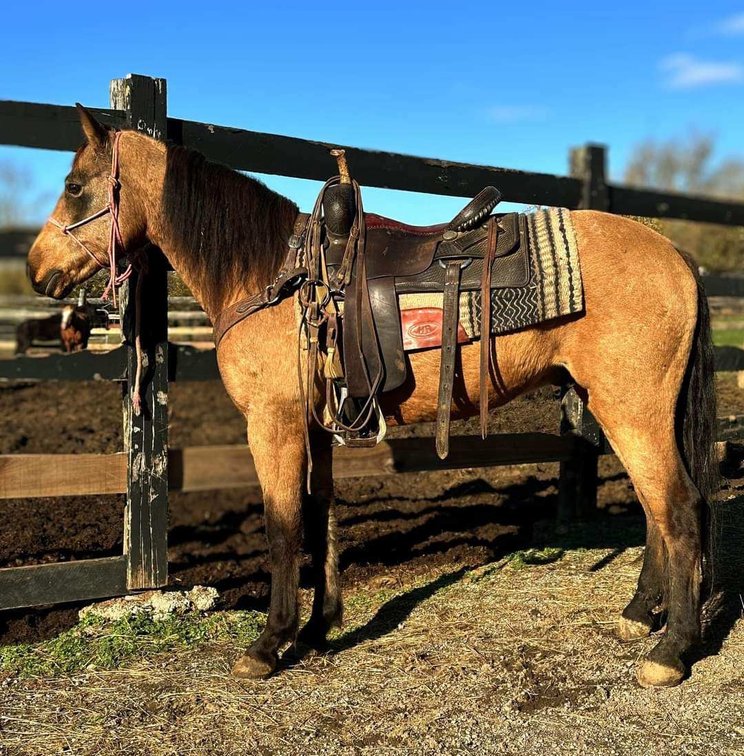 Bingo is a super cool 10 year old 14.1H athletic buckskin quarter pony gelding