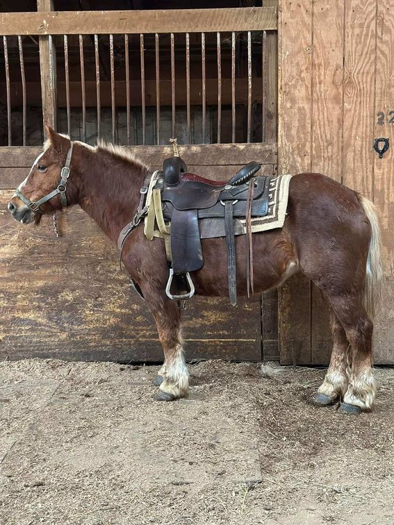 Sandy is a super cute 12 year old 13.2h perfect sized Haflinger mare