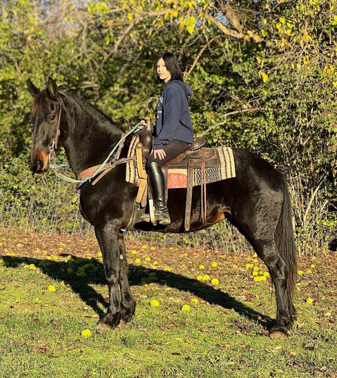 ELLIE is a stunning 9 year old 15.3H solid made friesian crossbred mare