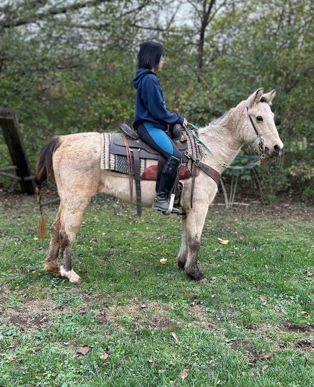 Daisy is a super sweet and gentle 14.1H buckskin mare