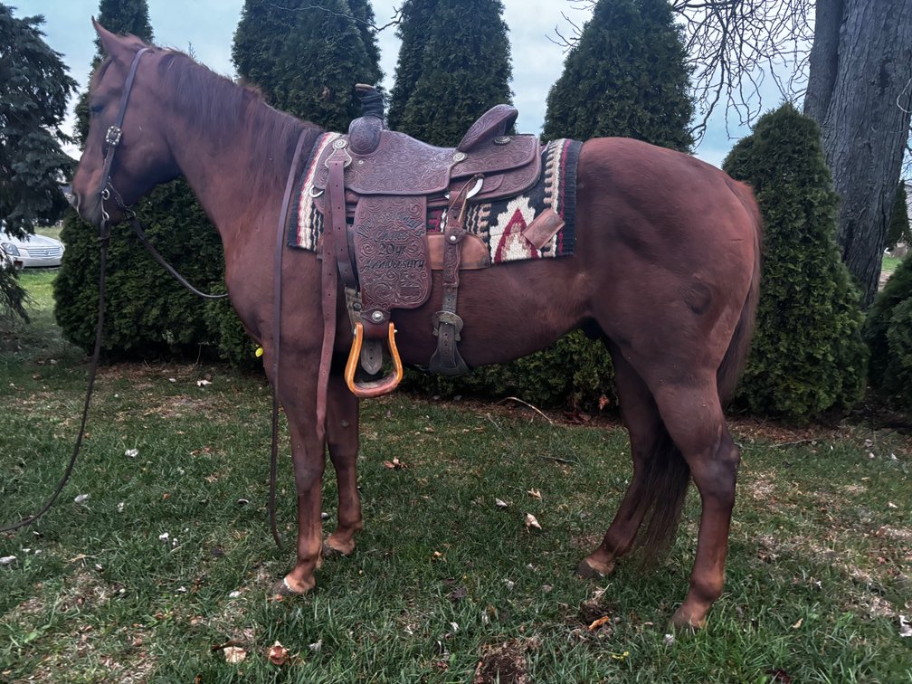 Steve a 10 year old gelding stands 15 hands