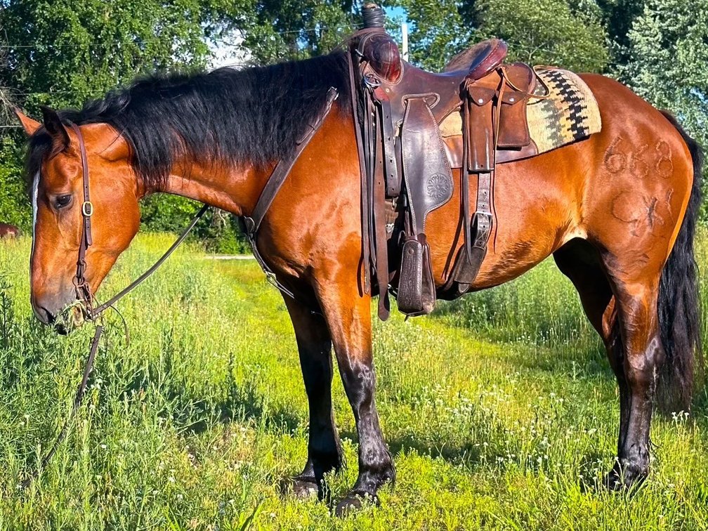 Melissa is a 8 year old crossbred mare